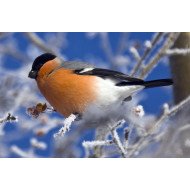 Beautiful Bird 11 Beautiful Bird 11