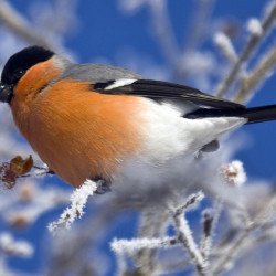 Beautiful Bird 11 Beautiful Bird 11