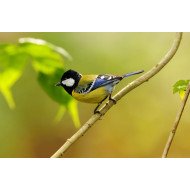 Beautiful Bird 12 Beautiful Bird 12