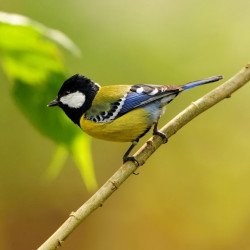 Beautiful Bird 12 Beautiful Bird 12