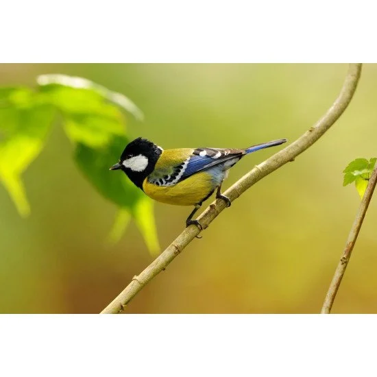 Beautiful Bird 12