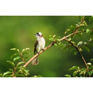 Beautiful Bird 13 Beautiful Bird 13