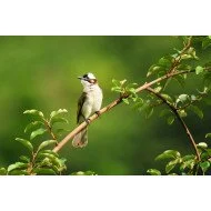 Beautiful Bird 13 Beautiful Bird 13