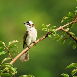 Beautiful Bird 13 Beautiful Bird 13