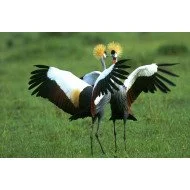 Beautiful Birds 5 Beautiful Birds 5