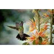 Hummingbird 2 Hummingbird 2