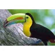 Child's Love - Hornbill Bird Child's Love - Hornbill Bird