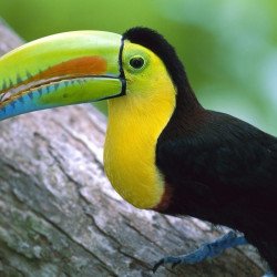 Child's Love - Hornbill Bird Child's Love - Hornbill Bird