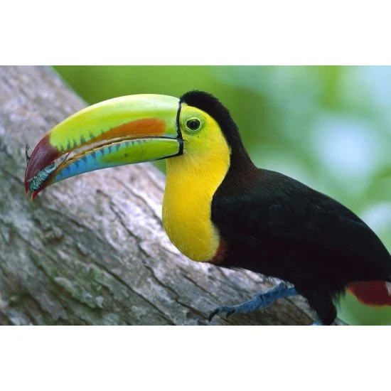 Child's Love - Hornbill Bird
