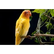 Oshi -Yellow Parrot Oshi -Yellow Parrot