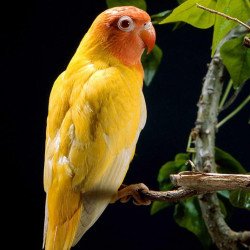 Oshi -Yellow Parrot
