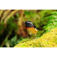 Beautiful Bird 14 Beautiful Bird 14
