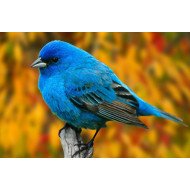 Beautiful Bird 15 Beautiful Bird 15