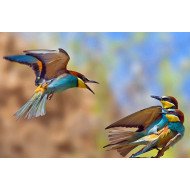 Beautiful Birds 6 Beautiful Birds 6