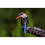 Beautiful Bird 16 Beautiful Bird 16
