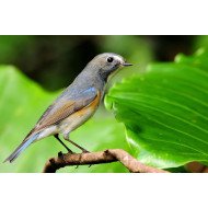 Beautiful Bird 17 Beautiful Bird 17