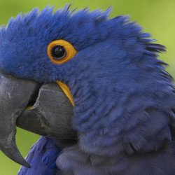 Blue Parrot