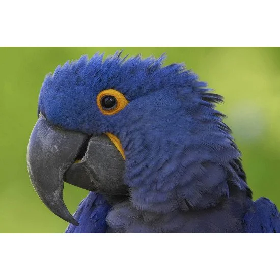 Blue Parrot Blue Parrot