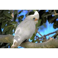 Beautiful Parrot Beautiful Parrot