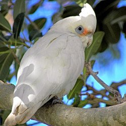 Beautiful Parrot Beautiful Parrot