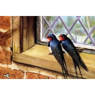 Beautiful Birds 7 Beautiful Birds 7