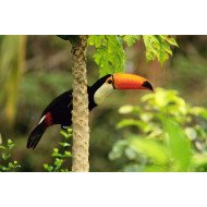 Child's Love - Hornbill Bird 2 Child's Love - Hornbill Bird 2