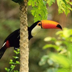 Child's Love - Hornbill Bird 2 Child's Love - Hornbill Bird 2