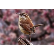 Beautiful Sparrow 3 Beautiful Sparrow 3
