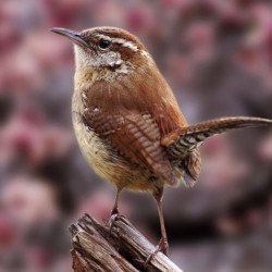 Beautiful Sparrow 3 Beautiful Sparrow 3
