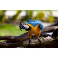 Beautiful Parrot 2 Beautiful Parrot 2