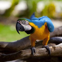 Beautiful Parrot 2 Beautiful Parrot 2