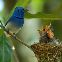Bird Feeding Bird Feeding