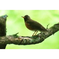 Beautiful Bird 18 Beautiful Bird 18