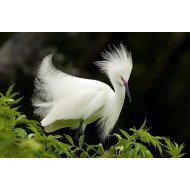 Beautiful Bird 20 Beautiful Bird 20
