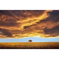 Amazing Nature Amazing Nature