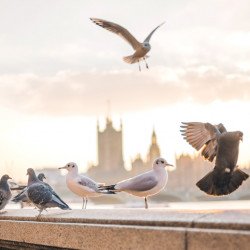 Beautiful London Beautiful London