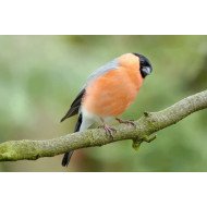 Beautiful Bird 21 Beautiful Bird 21
