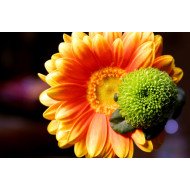 Beautiful Flower Beautiful Flower