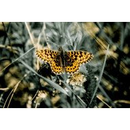 Yellow Butterfly Yellow Butterfly