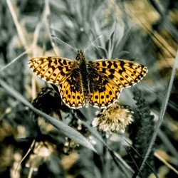 Yellow Butterfly Yellow Butterfly