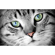 Staring Cat 2 Staring Cat 2
