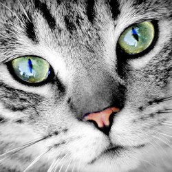 Staring Cat 2 Staring Cat 2