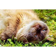 Cute Cat 5 Cute Cat 5