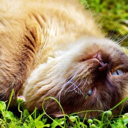 Cute Cat 5 Cute Cat 5