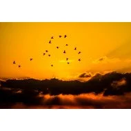 Oshi -Beautful Nature