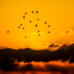 Oshi -Beautful Nature