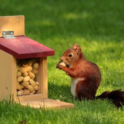 Cute Squirrel Cute Squirrel