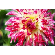 Beautiful Pink Flower  Beautiful Pink Flower