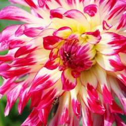 Beautiful Pink Flower  Beautiful Pink Flower