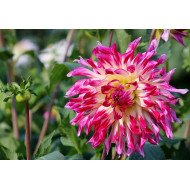 Beautiful Pink Flower 2  Beautiful Pink Flower 2